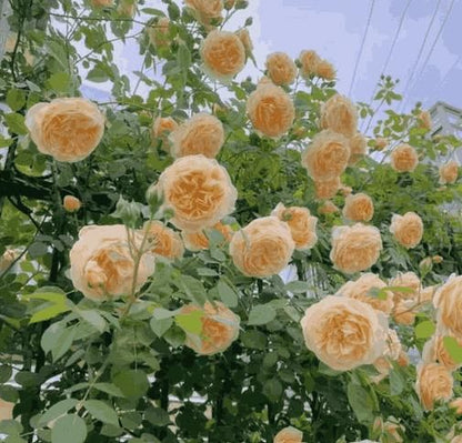 Elegant Climbing Rose Flower Seeds – Pack of 1