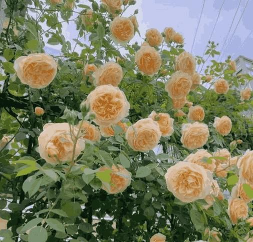 Elegant Climbing Rose Flower Seeds – Pack of 1