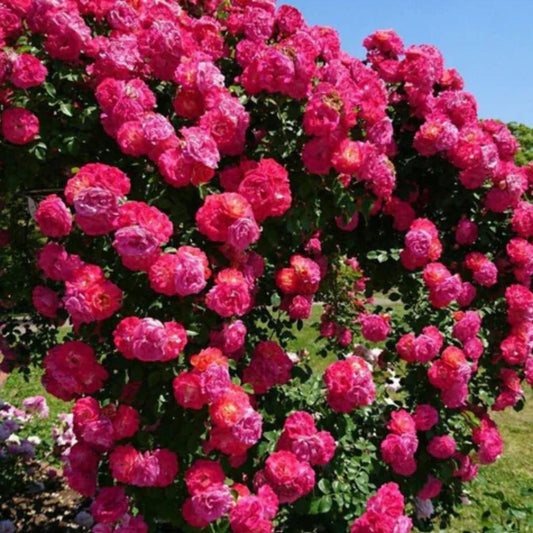 Elegant Climbing Rose Flower Seeds – Pack of 1
